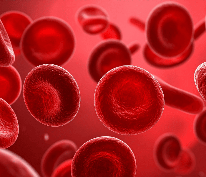 эритроциты.png