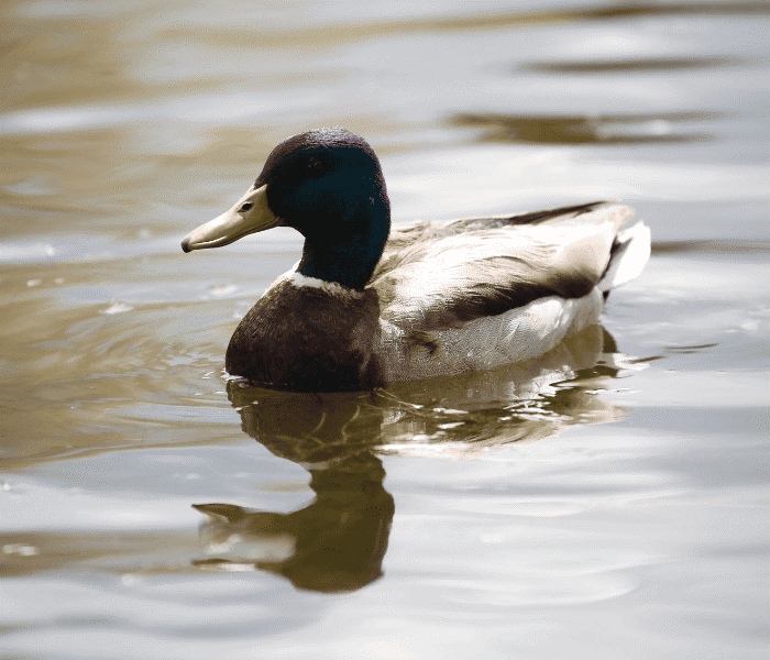 Зуд купальщика1.png