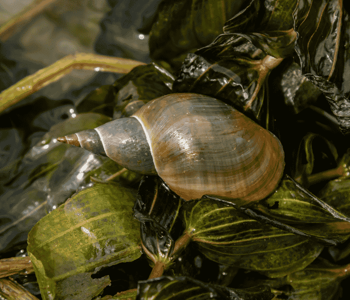 Зуд купальщика2.png