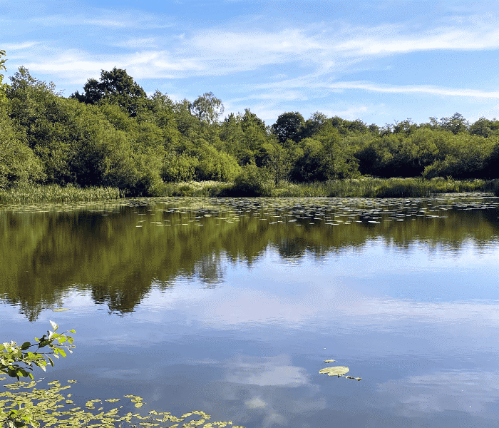 Описторхоз рыбы1.png